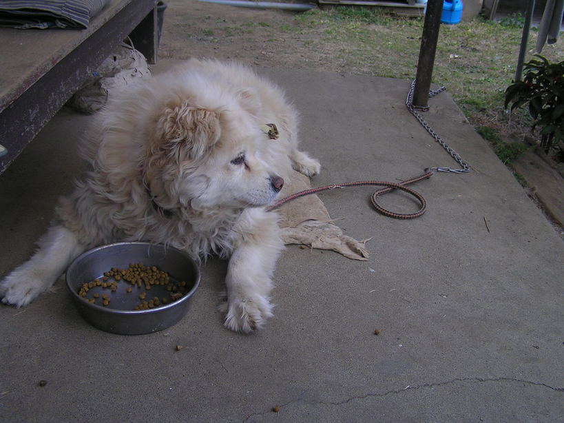 �A���f�B�̉�Ԑ���