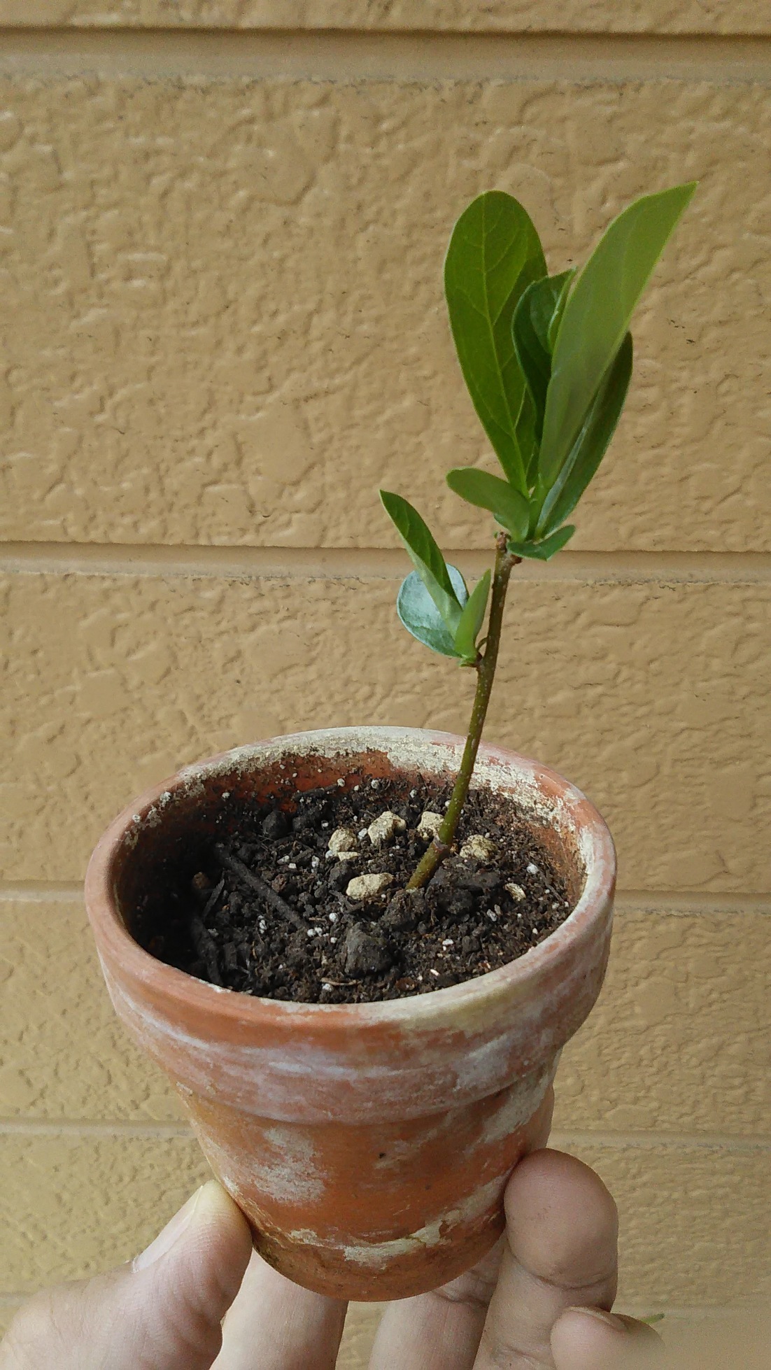 ���˂��z�[���̃N�}�ƃI�T��