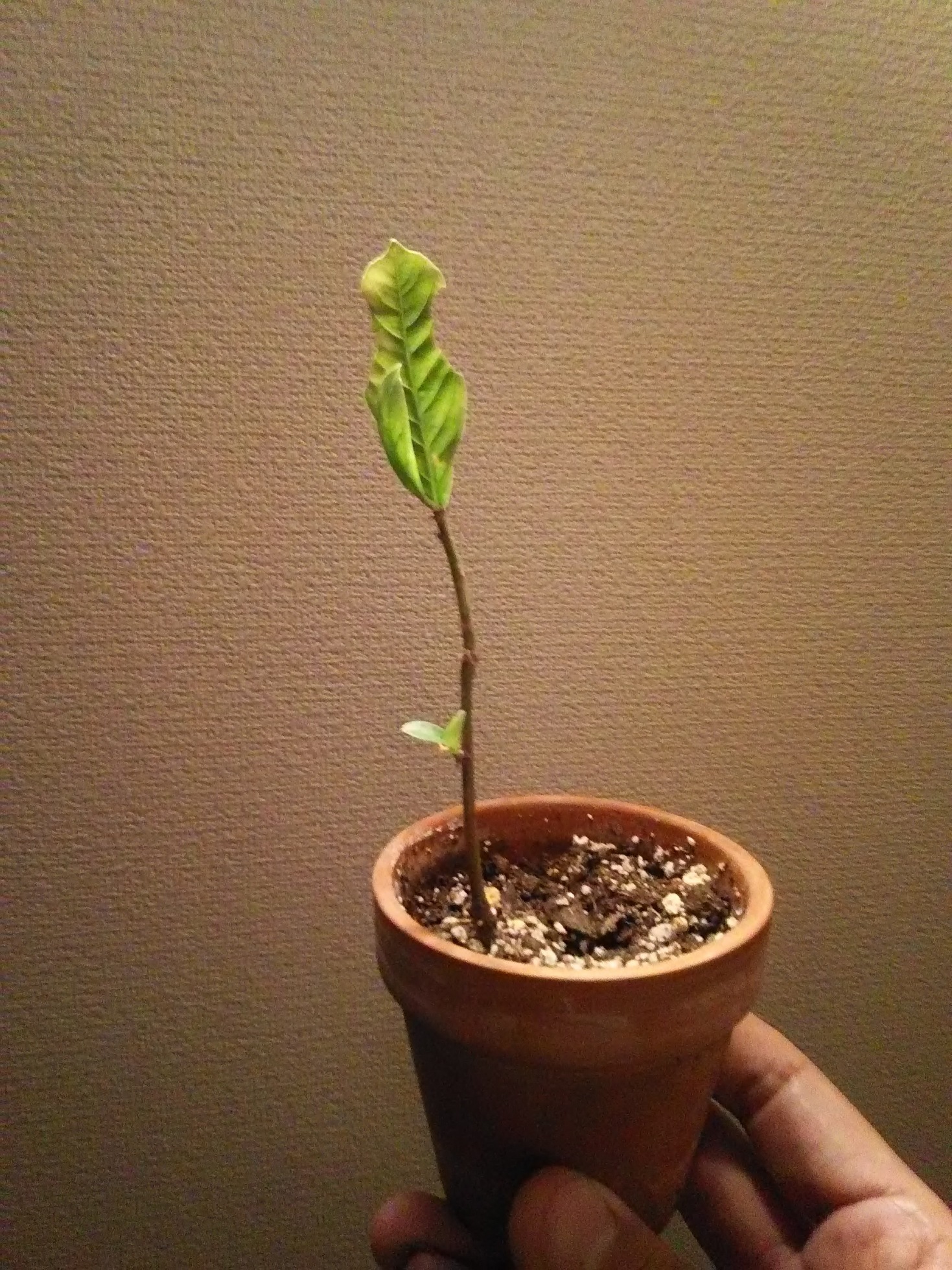 ���˂��z�[���̃N�}�ƃI�T��