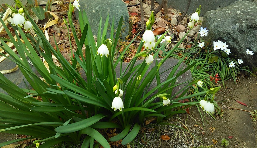 ���˂��z�[���̃N�}�ƃI�T��