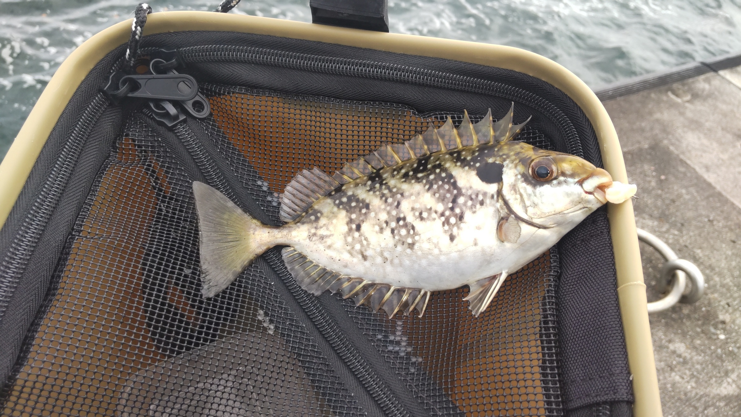 yނzNxQxڂ̒ލsB͐͌ցi˂z[̃N}ƃITj