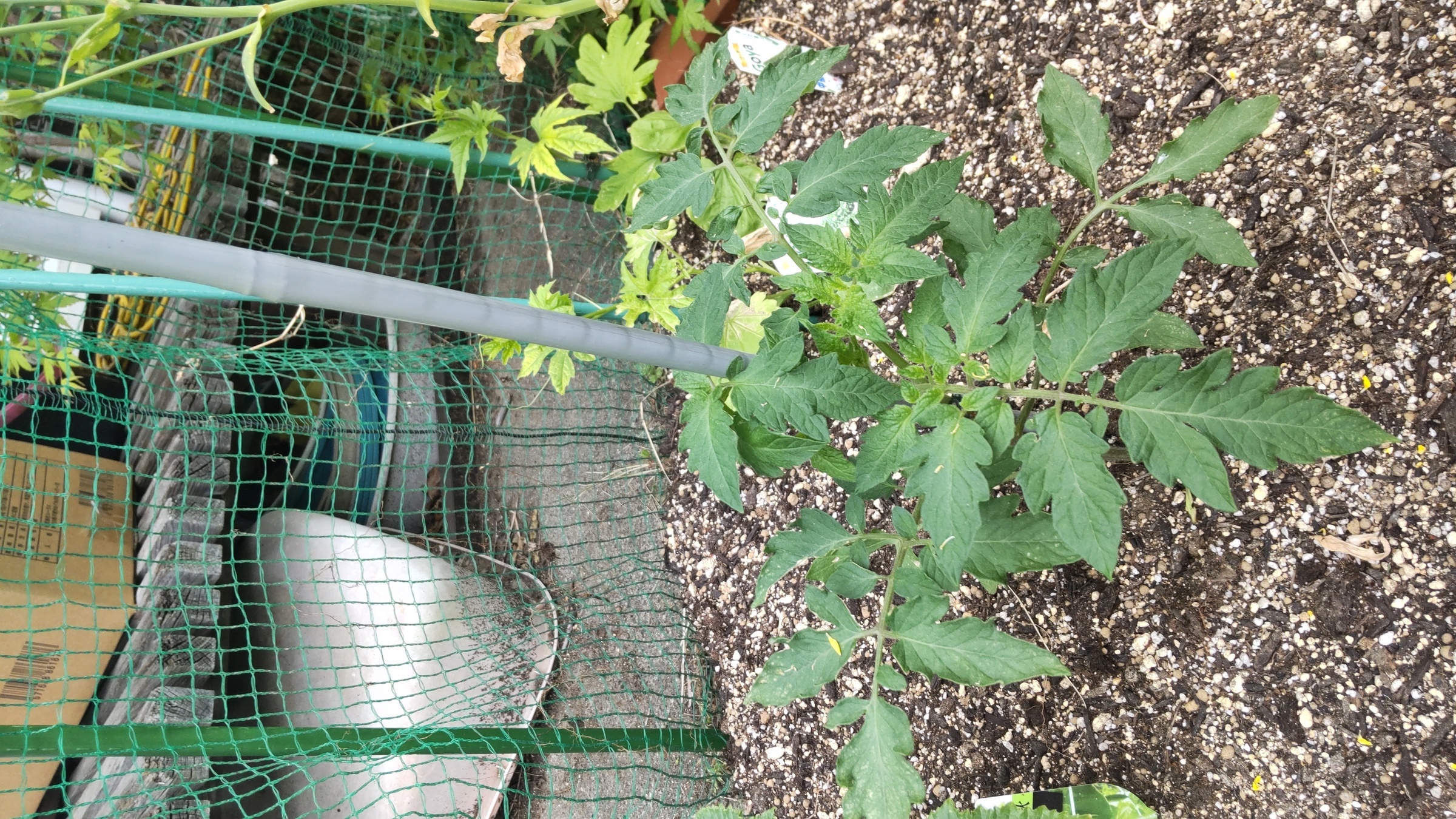 ���˂��z�[���̃N�}�ƃI�T��