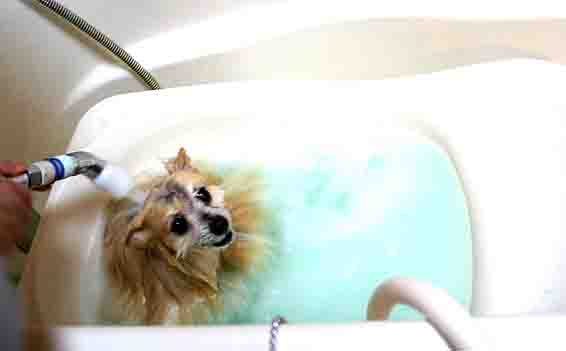 ���ˁE���E��{�@ �Ó�̎����ȏ��