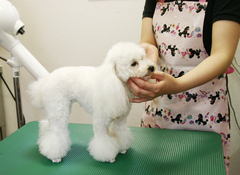 ���ˁE���E��{�@ �Ó�̎����ȏ��