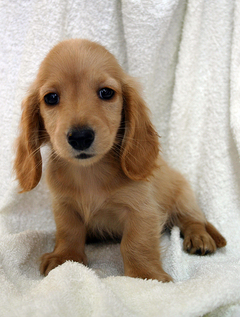 ���ˁE���E��{�@ �Ó�̎����ȏ��