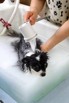 ���ˁE���E��{�@ �Ó�̎����ȏ��