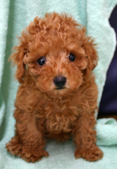 ���ˁE���E��{�@ �Ó�̎����ȏ��