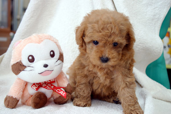 ���ˁE���E��{�@ �Ó�̎����ȏ��