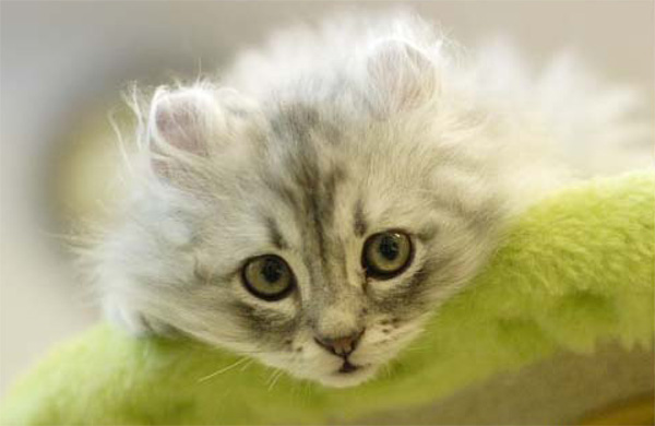 ���ˁE���E��{�@ �Ó�̎����ȏ��