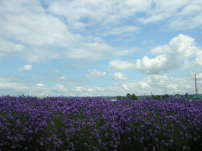 ���񂽂Ƃ���̂����낤��