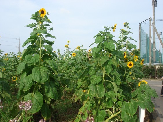 �����ʐM�[����l�b�g