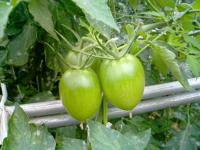 �t�����X�~�[�@���@�p�X�|�[�g