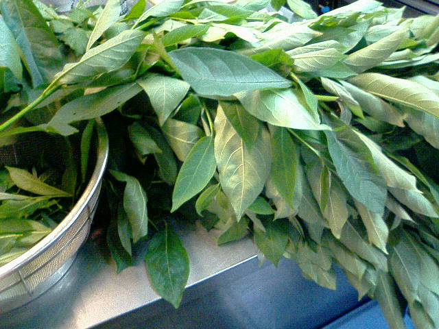 �t�����X�~�[�@���@�p�X�|�[�g