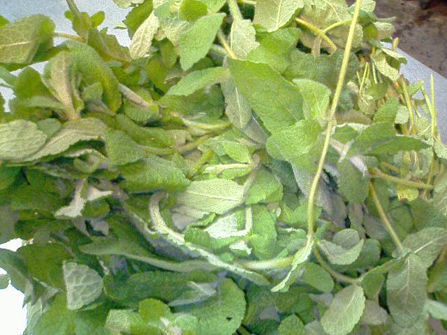 �t�����X�~�[�@���@�p�X�|�[�g