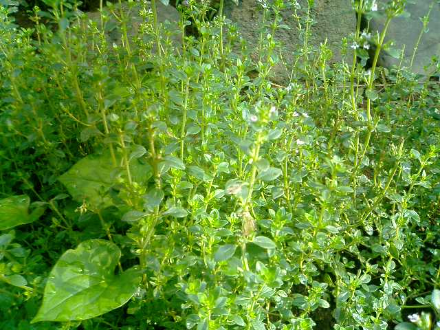 �t�����X�~�[�@���@�p�X�|�[�g