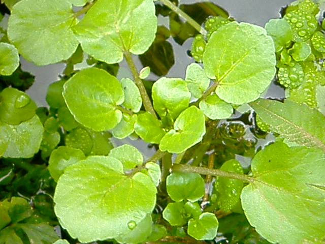 �t�����X�~�[�@���@�p�X�|�[�g