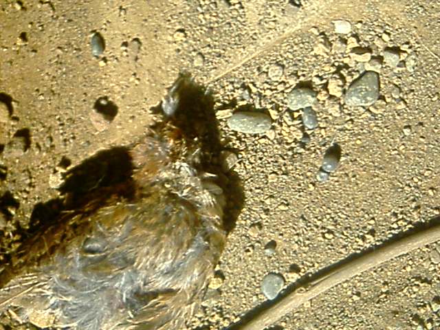 �t�����X�~�[�@���@�p�X�|�[�g