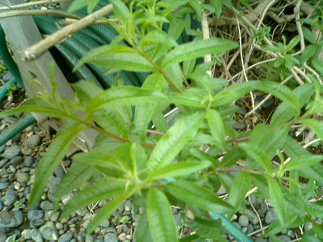 �t�����X�~�[�@���@�p�X�|�[�g