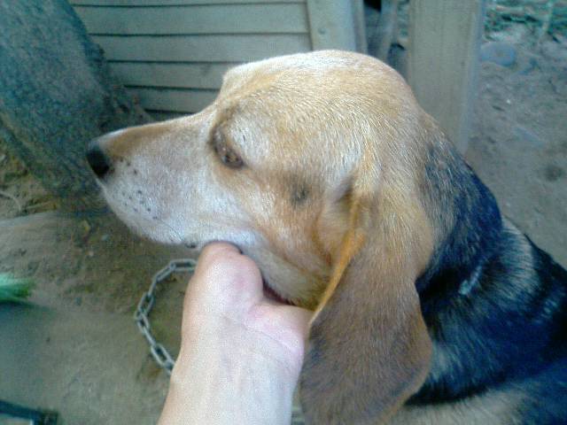 �t�����X�~�[�@���@�p�X�|�[�g