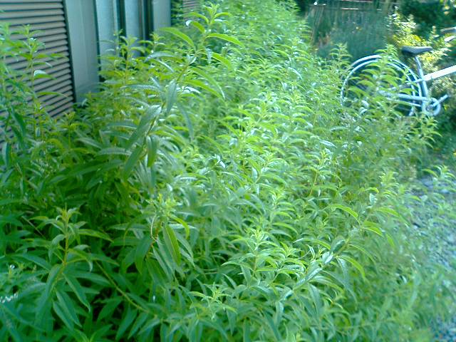 �t�����X�~�[�@���@�p�X�|�[�g