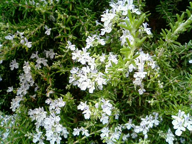 �t�����X�~�[�@���@�p�X�|�[�g