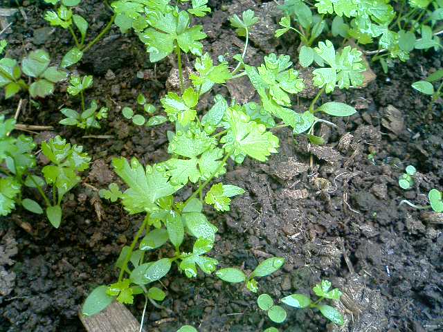 �t�����X�~�[�@���@�p�X�|�[�g