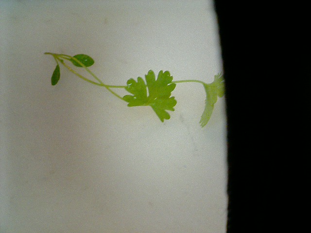 �t�����X�~�[�@���@�p�X�|�[�g