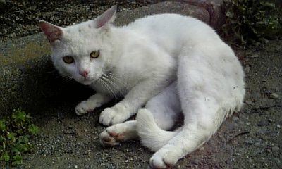 �ɂ����̑�