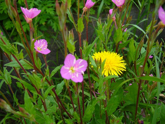 �G�݁��e�n�n�c�@�l�d�q�d�m�c�`