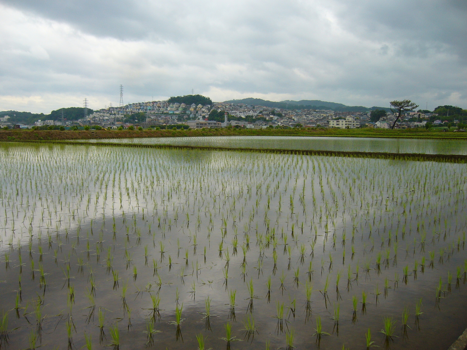 �G�݁��e�n�n�c�@�l�d�q�d�m�c�`