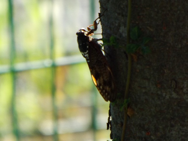 �G�݁��e�n�n�c�@�l�d�q�d�m�c�`