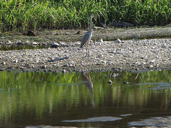 �G�݁��e�n�n�c�@�l�d�q�d�m�c�`