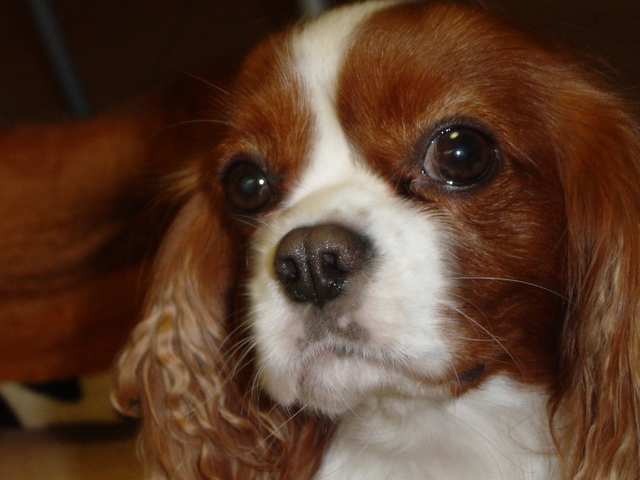 ���炾��r�b�L�[