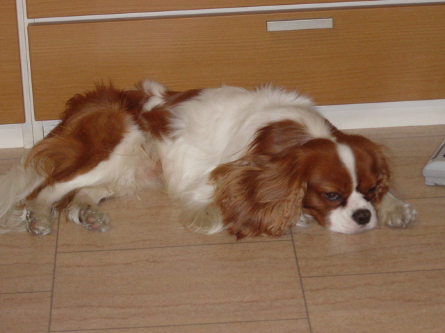 ���炾��r�b�L�[