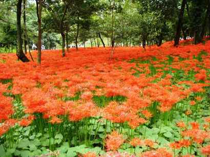 �����������̎R�����L�T