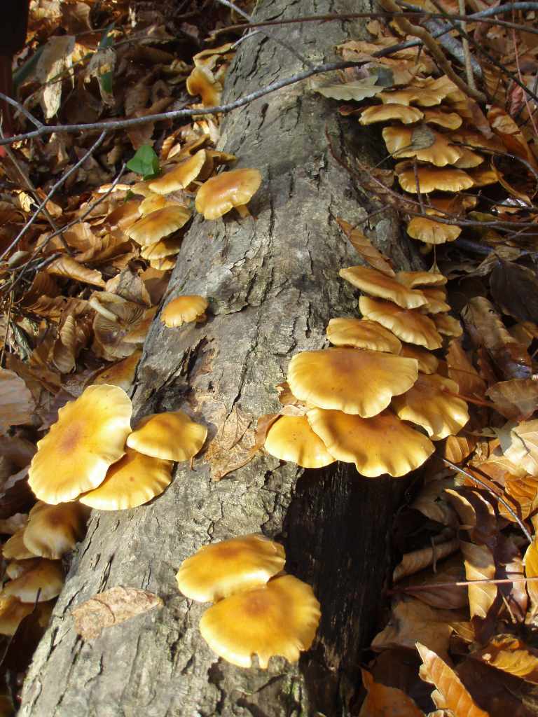 �����������̎R�����L�T