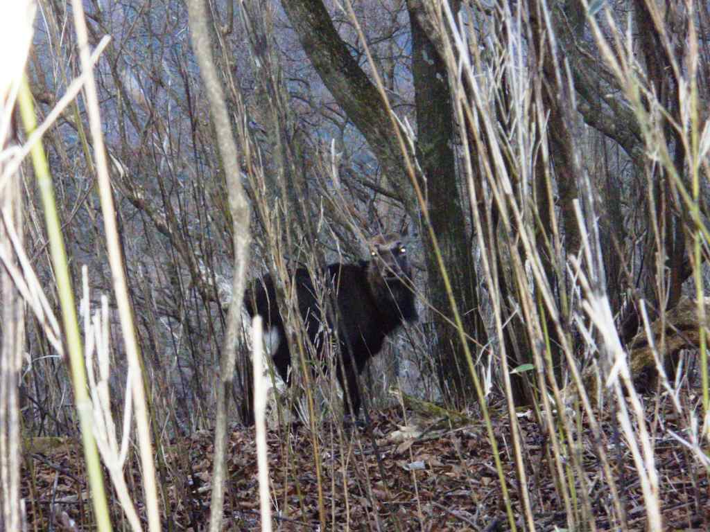 �����������̎R�����L�T