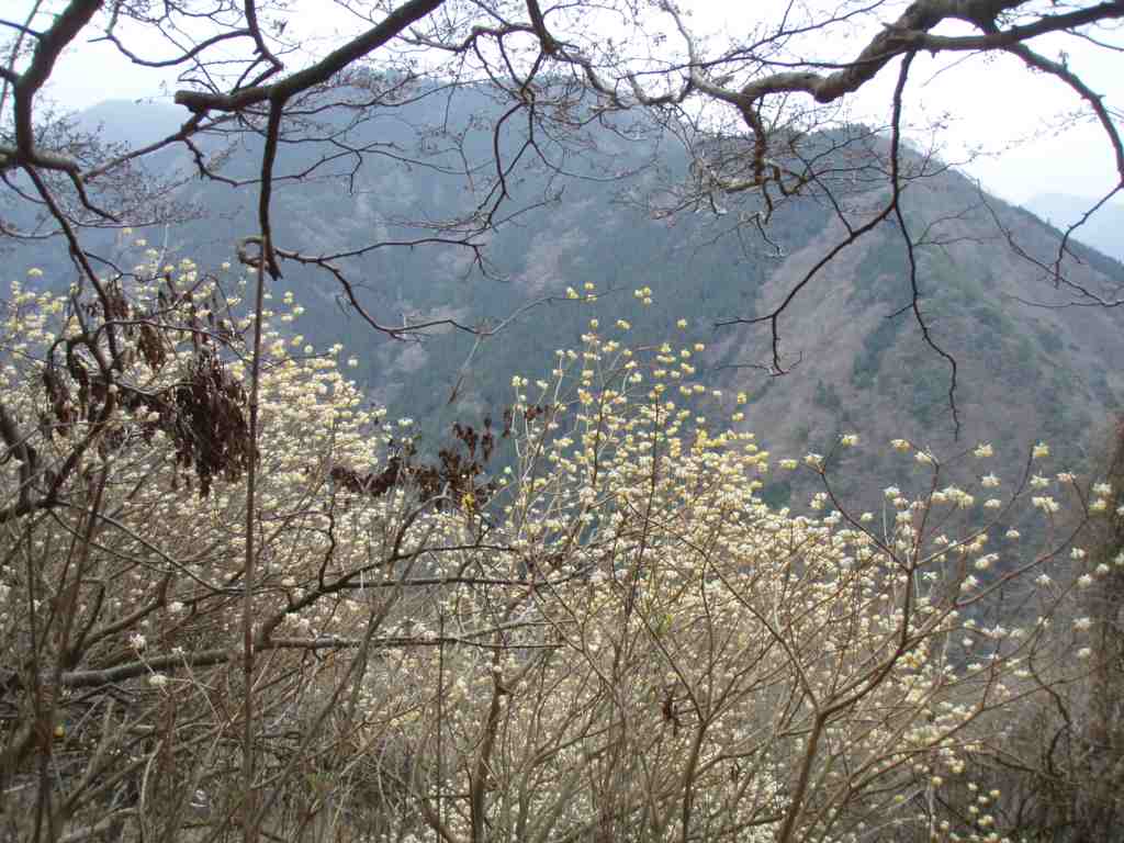 �����������̎R�����L�T