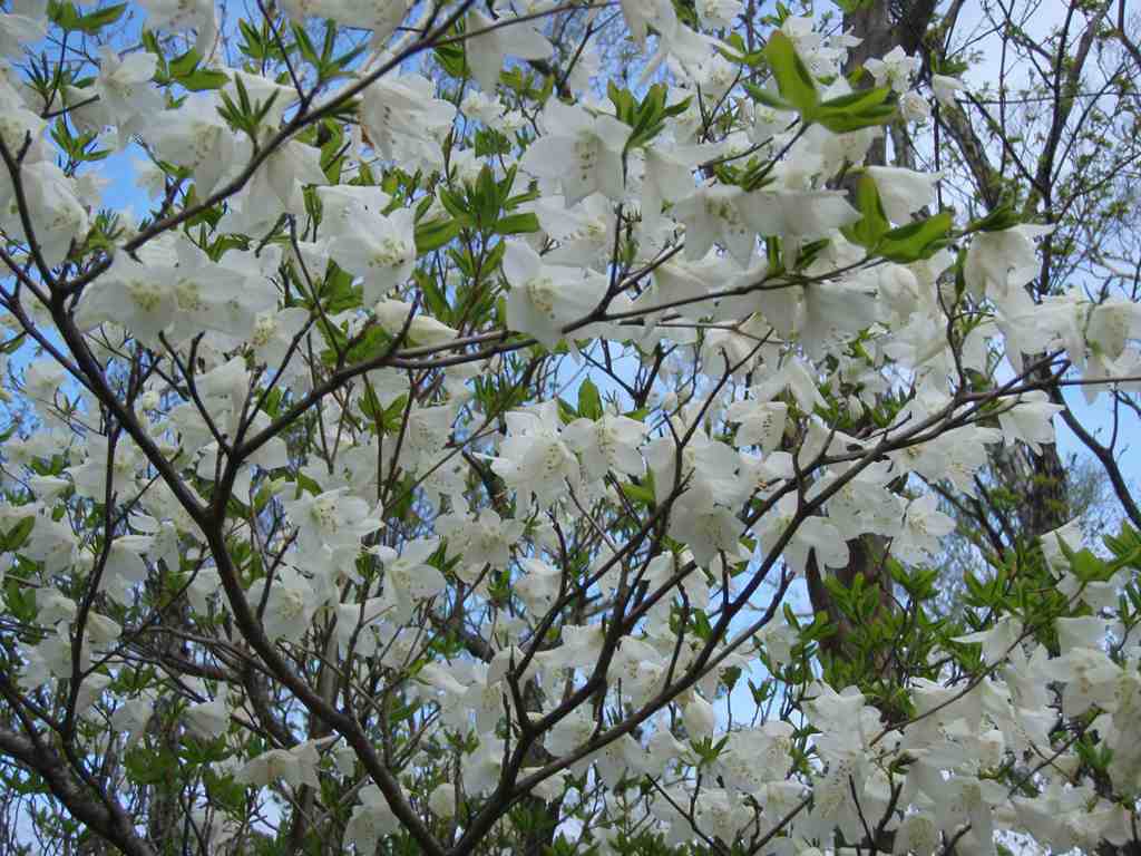 �����������̎R�����L�T