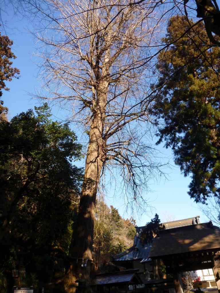 �����������̎R�����L�T