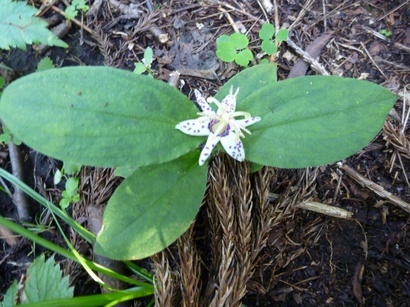 �����������̎R�����L�T