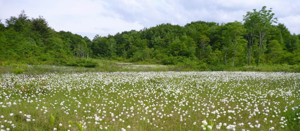 �����������̎R�����L�T