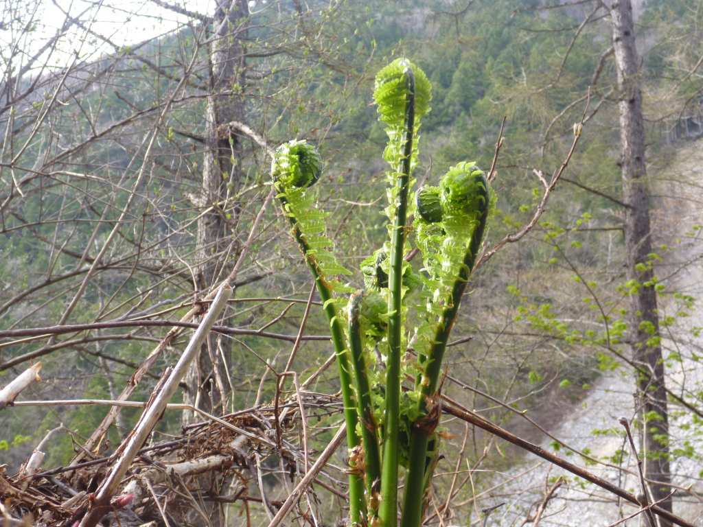 �����������̎R�����L�T