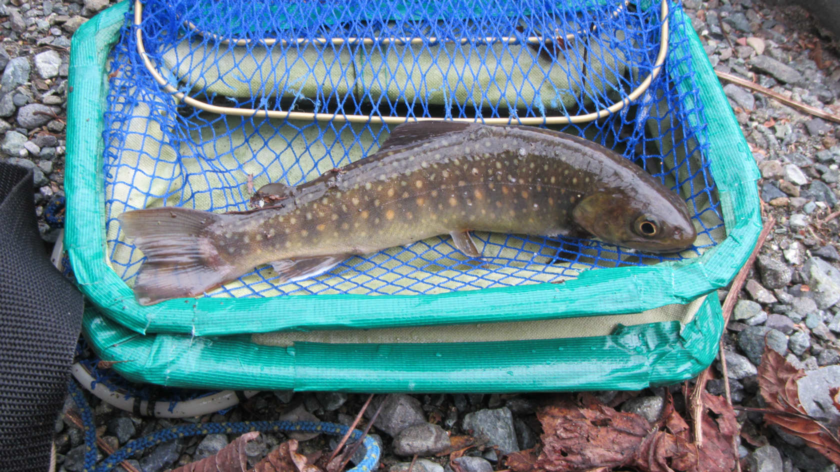 �����������̎R�����L�T