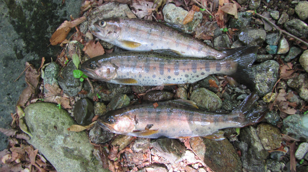 �����������̎R�����L�T