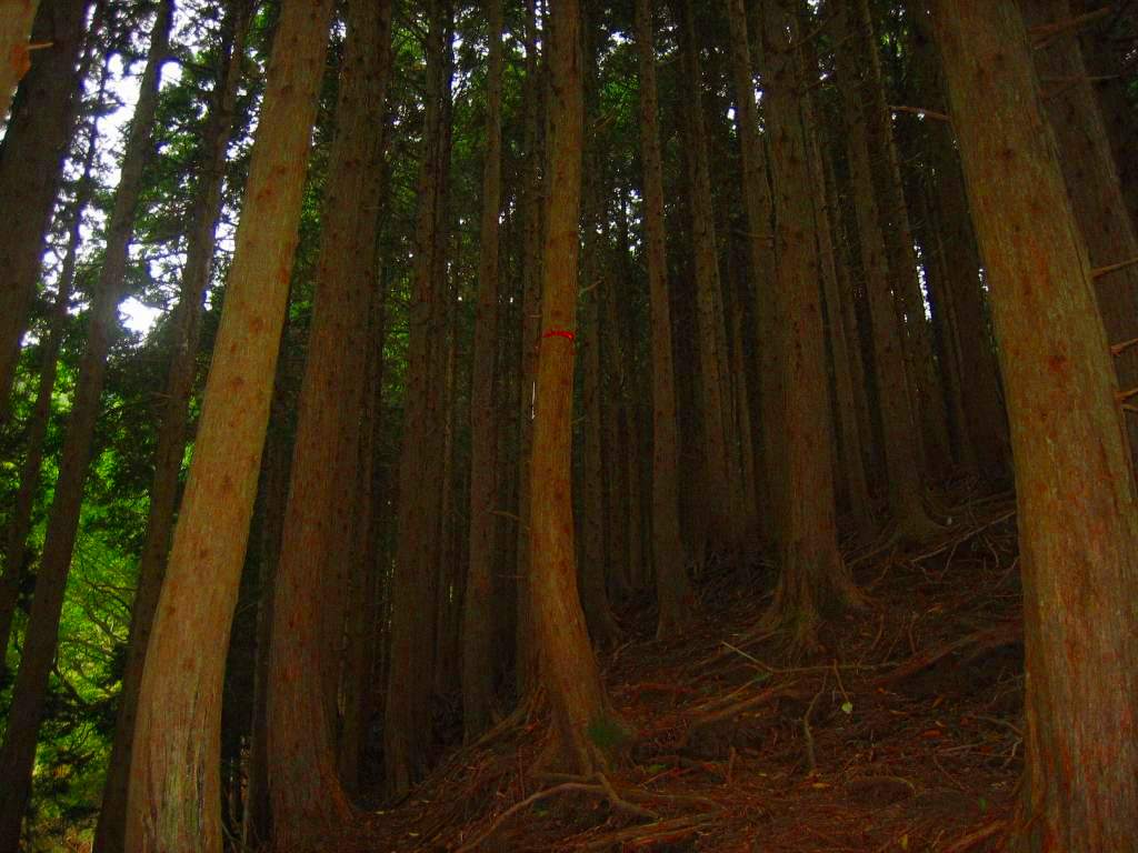 �����������̎R�����L�T