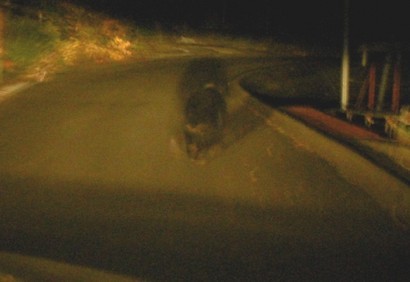 �����������̎R�����L�T