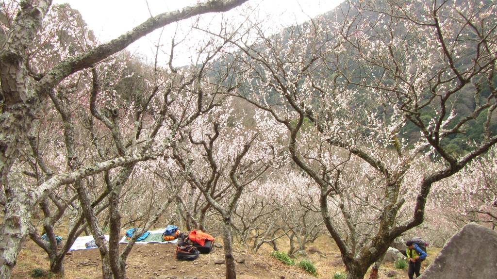 mikko�̎R�����L�U