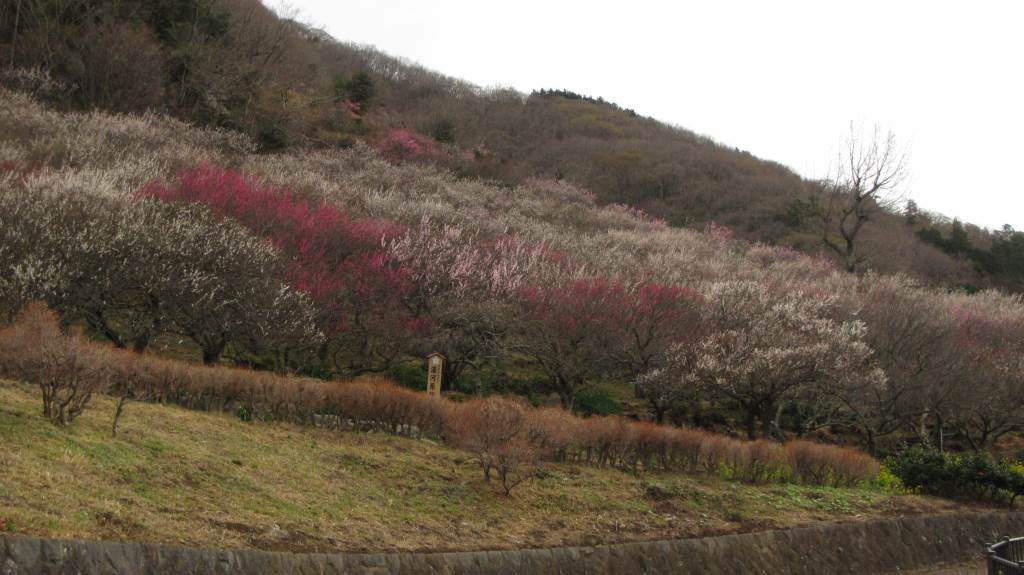 mikko�̎R�����L�U