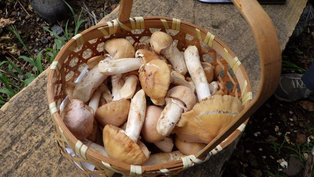 mikko�̎R�����L�U